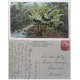 A) 1904, BRAZIL, POSTAL STATIONARY, FROM SANTOS TO EUROPE, WNADENKOLK STAMP, BANANA PLANT