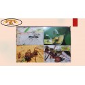 O) 2013 BRAZIL, ANTS, INSECTS,CAMPONOTUS, ODONTOMACHUS, ATTA SEXDENS, SOLENOPSIS,MAXIMUM CARD