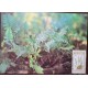 O) 1985 VENDA,  SOUTH AFRICA, POLYPODIUM POLYPODIOIDES PLANT,  MAXIMUM CARD, XF