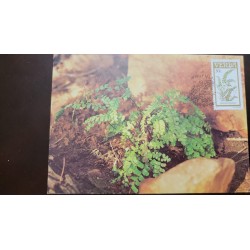 O) 1985 VENDA - SOUTH AFRICA, PLANT - FERN, PTERIDACEA, MAXIMUM CARD, XF